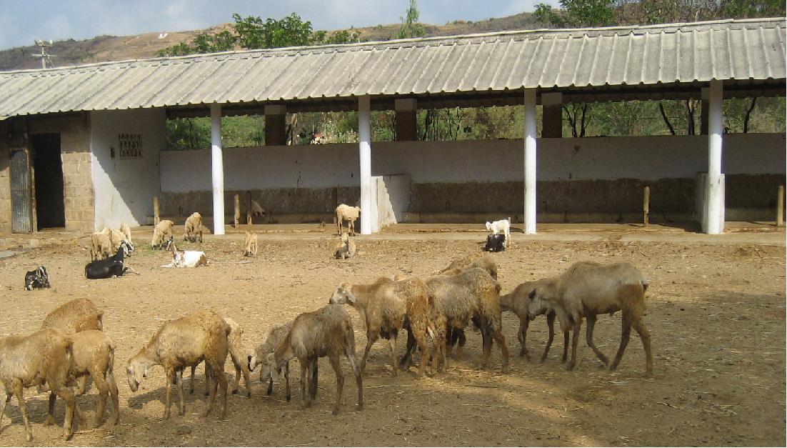 Sheep Housing